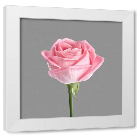 Trust Rose 3 White Modern Wood Framed Art Print by Allen, Kimberly