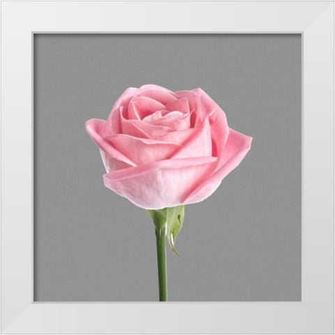 Trust Rose 3 White Modern Wood Framed Art Print by Allen, Kimberly