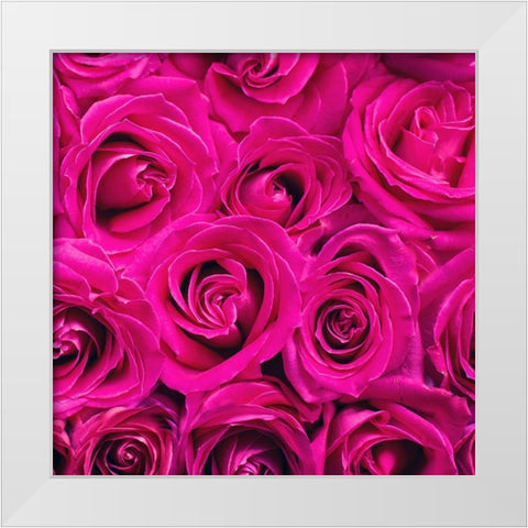 Paris Rose 3 White Modern Wood Framed Art Print by Allen, Kimberly