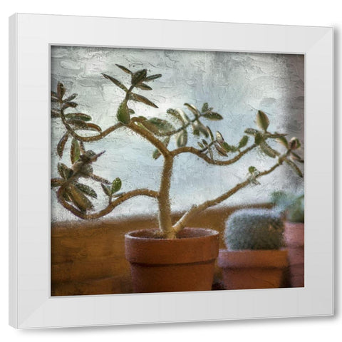 Window Planting White Modern Wood Framed Art Print by Allen, Kimberly