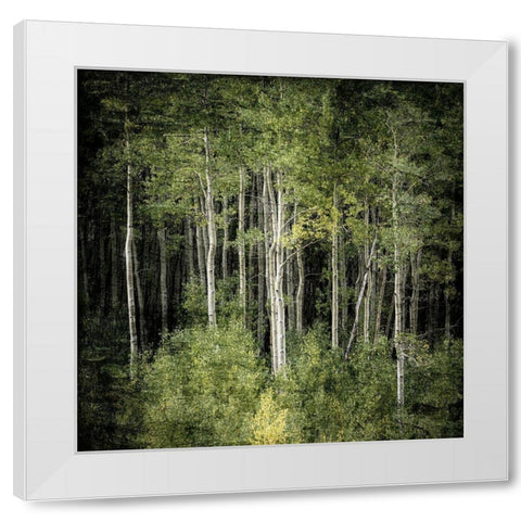 Forest Green Birches White Modern Wood Framed Art Print by Allen, Kimberly