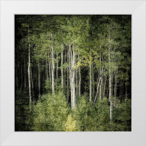 Forest Green Birches White Modern Wood Framed Art Print by Allen, Kimberly