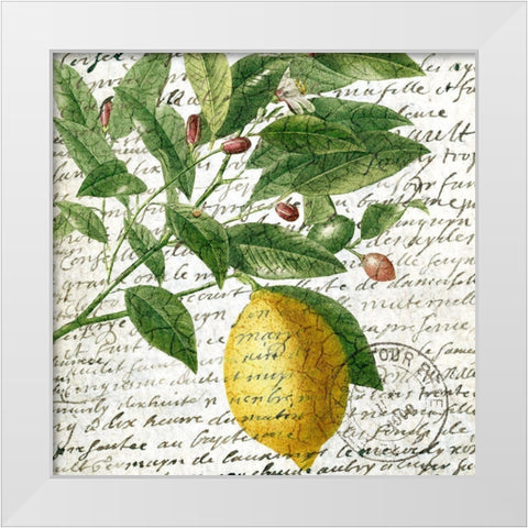 Fruit Picking 4 White Modern Wood Framed Art Print by Allen, Kimberly