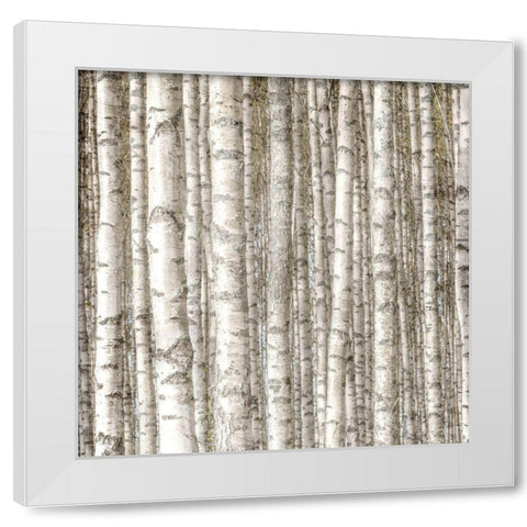 Birch Forest White Modern Wood Framed Art Print by Allen, Kimberly