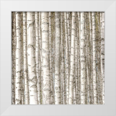 Birch Forest White Modern Wood Framed Art Print by Allen, Kimberly