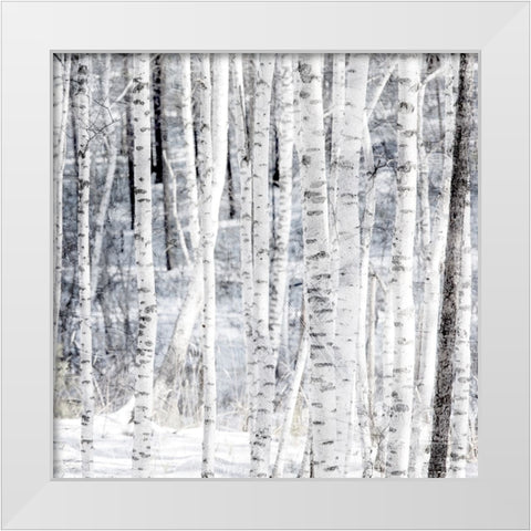 Aspen Snow 2 White Modern Wood Framed Art Print by Allen, Kimberly