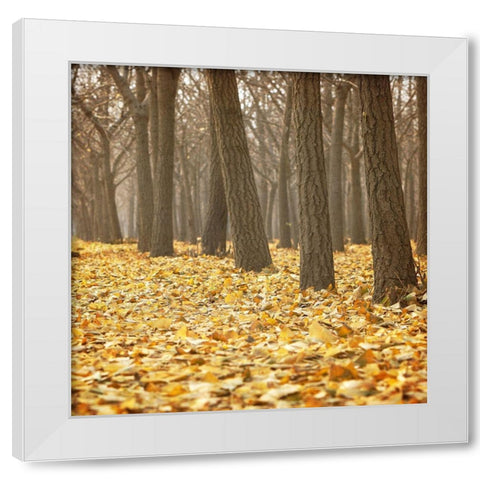 Forest Floor 2 White Modern Wood Framed Art Print by Kimberly, Allen