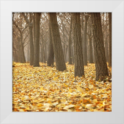 Forest Floor 2 White Modern Wood Framed Art Print by Kimberly, Allen
