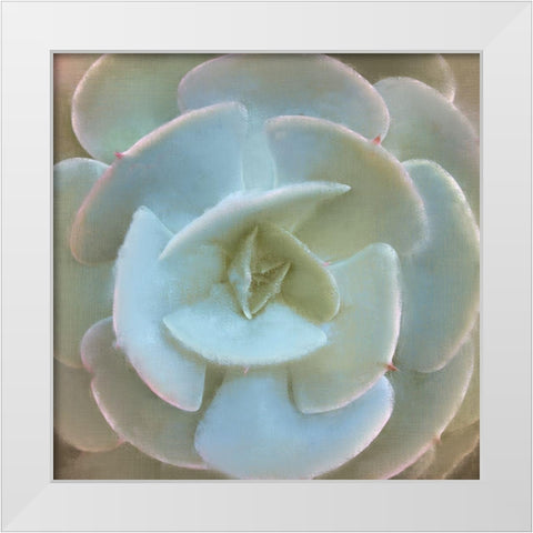 Succulent 1 White Modern Wood Framed Art Print by Allen, Kimberly