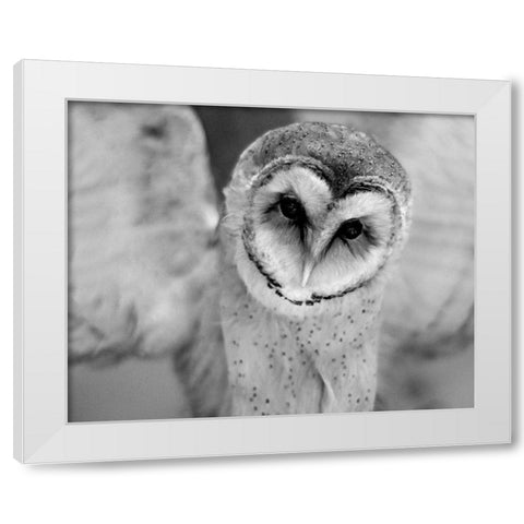 Cute Owl Wings Spread White Modern Wood Framed Art Print by Straatsma, Leah