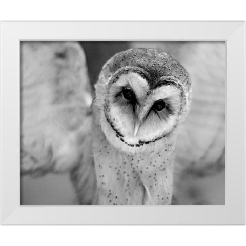 Cute Owl Wings Spread White Modern Wood Framed Art Print by Straatsma, Leah