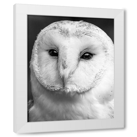 Owl Close Up White Modern Wood Framed Art Print by Straatsma, Leah