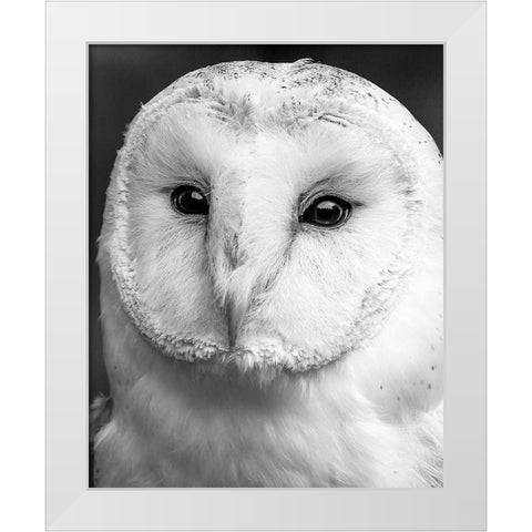 Owl Close Up White Modern Wood Framed Art Print by Straatsma, Leah