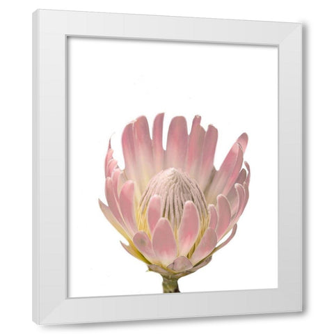 Blush Protea White Modern Wood Framed Art Print by Straatsma, Leah