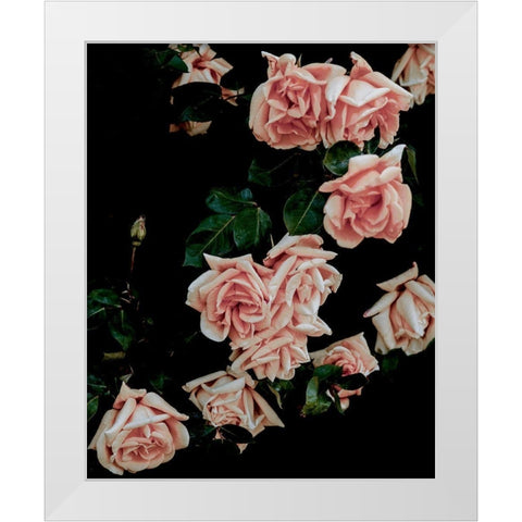 Dark Blush Roses White Modern Wood Framed Art Print by Straatsma, Leah