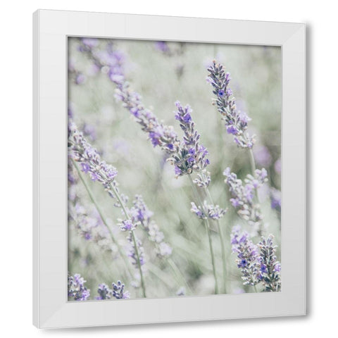 Bleached Lavender in Field White Modern Wood Framed Art Print by Straatsma, Leah