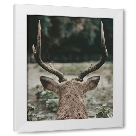 Deer With Antlers White Modern Wood Framed Art Print by Straatsma, Leah