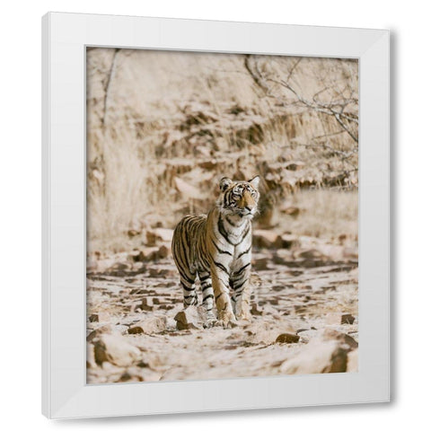 Tiger on Rocks White Modern Wood Framed Art Print by Straatsma, Leah