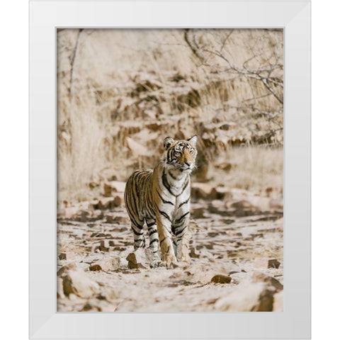 Tiger on Rocks White Modern Wood Framed Art Print by Straatsma, Leah