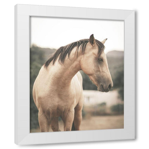 Pale Horse White Modern Wood Framed Art Print by Straatsma, Leah