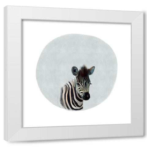 Baby Zebra Gray White Modern Wood Framed Art Print by Straatsma, Leah