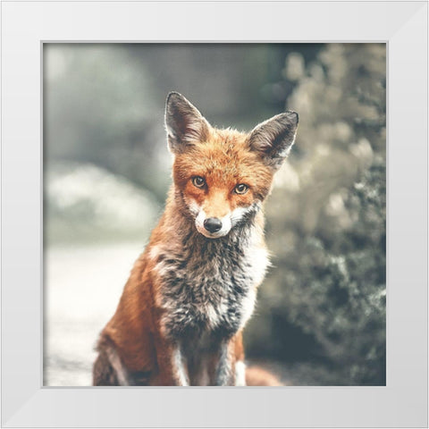 Fox White Modern Wood Framed Art Print by Straatsma, Leah