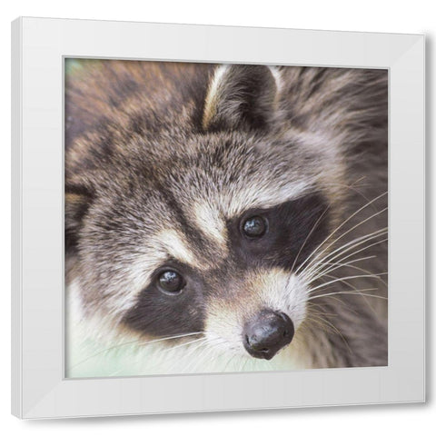 Raccoon White Modern Wood Framed Art Print by Straatsma, Leah