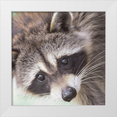 Raccoon White Modern Wood Framed Art Print by Straatsma, Leah