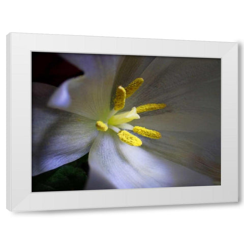 Tulpe Stempel Blau White Modern Wood Framed Art Print by May