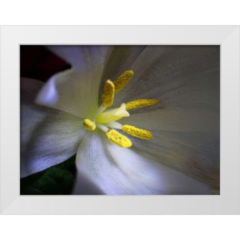 Tulpe Stempel Blau White Modern Wood Framed Art Print by May
