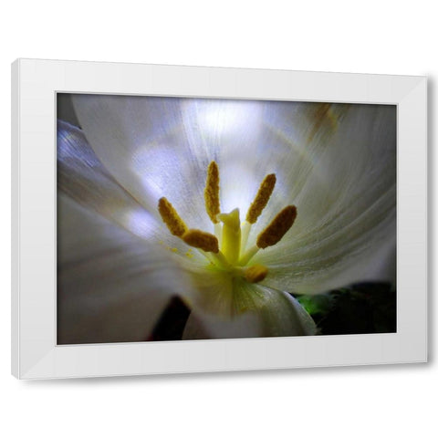 Tulpe Stempel Blau 2 White Modern Wood Framed Art Print by May