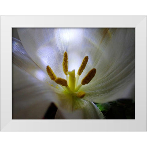 Tulpe Stempel Blau 2 White Modern Wood Framed Art Print by May