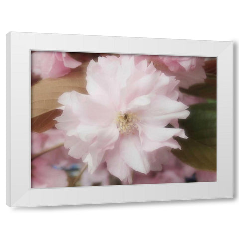 Soft Japanische Kirsche White Modern Wood Framed Art Print by May