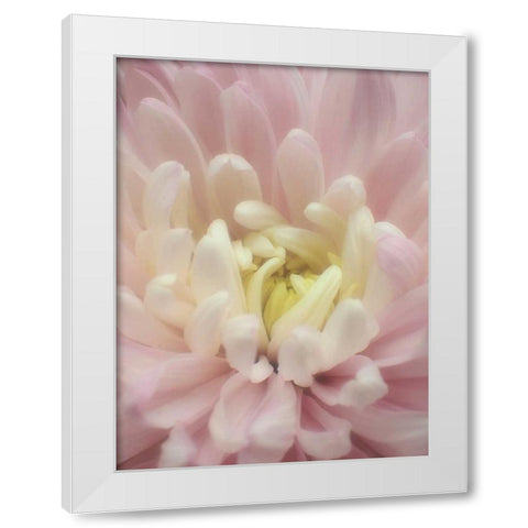Blume Chrysantheme White Modern Wood Framed Art Print by May