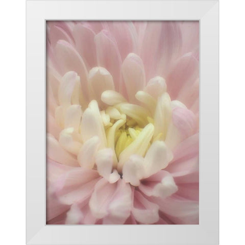 Blume Chrysantheme White Modern Wood Framed Art Print by May