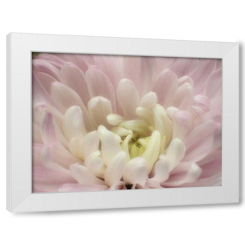 Blume Chrysantheme 2 White Modern Wood Framed Art Print by May