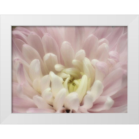 Blume Chrysantheme 2 White Modern Wood Framed Art Print by May