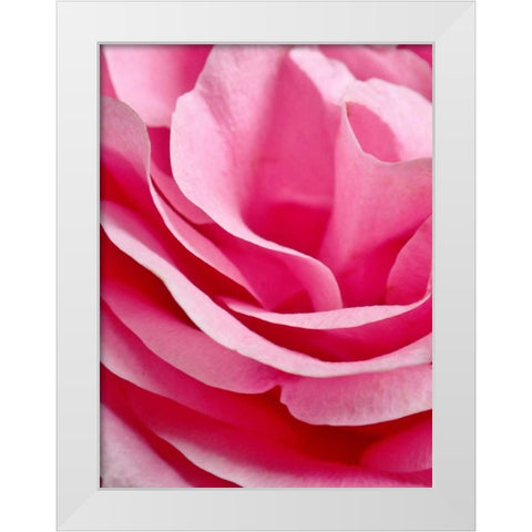 Rose Nahbereich White Modern Wood Framed Art Print by May