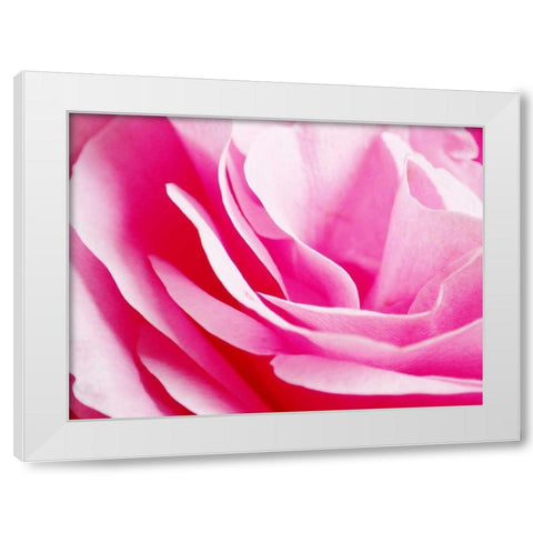 Rose Nahbereich 2 White Modern Wood Framed Art Print by May