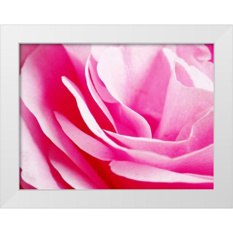Rose Nahbereich 2 White Modern Wood Framed Art Print by May