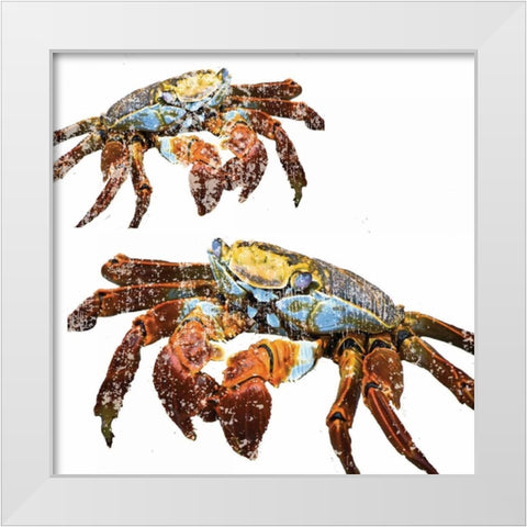 Winter Crabs White Modern Wood Framed Art Print by Hogan, Melody