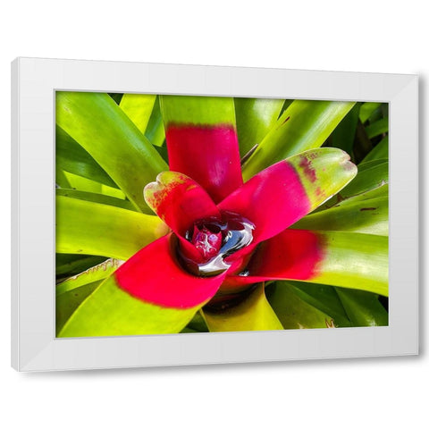 A Slow Sip White Modern Wood Framed Art Print by Nebula, Melissa