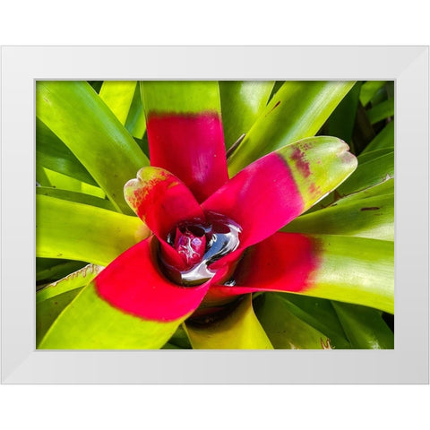 A Slow Sip White Modern Wood Framed Art Print by Nebula, Melissa