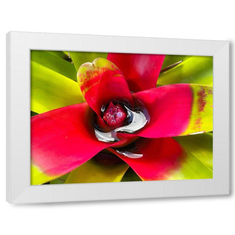 Sip Me Slowly White Modern Wood Framed Art Print by Nebula, Melissa