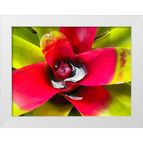 Sip Me Slowly White Modern Wood Framed Art Print by Nebula, Melissa