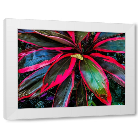 Shady Ti Tree White Modern Wood Framed Art Print by Nebula, Melissa