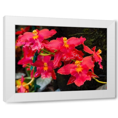 Coy Orchids In Red White Modern Wood Framed Art Print by Nebula, Melissa