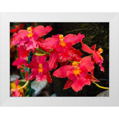Coy Orchids In Red White Modern Wood Framed Art Print by Nebula, Melissa