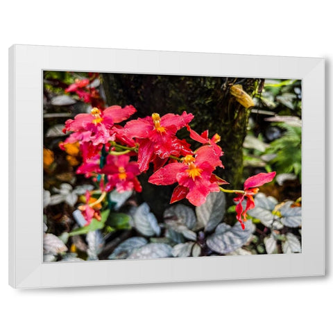 Curly Orchid Hug White Modern Wood Framed Art Print by Nebula, Melissa