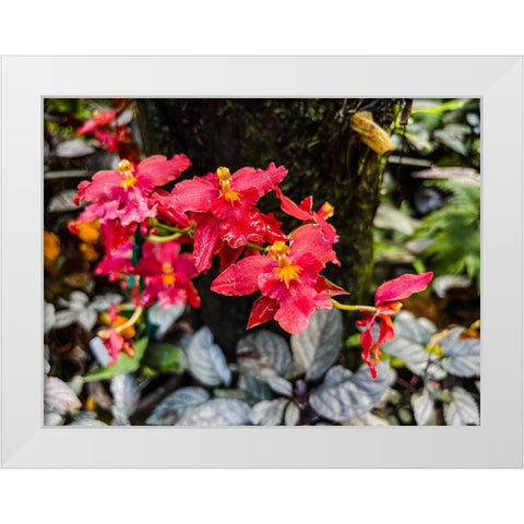 Curly Orchid Hug White Modern Wood Framed Art Print by Nebula, Melissa